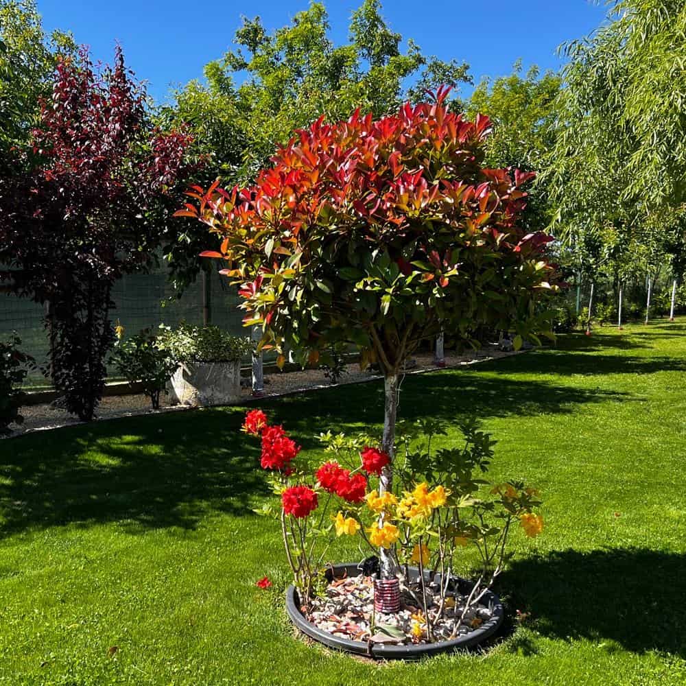 servicii de intretinere gradini